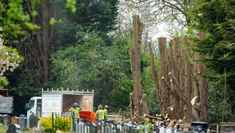 Cemetery trees were felled  because of ‘risk to public’,  says Wiltshire Council
