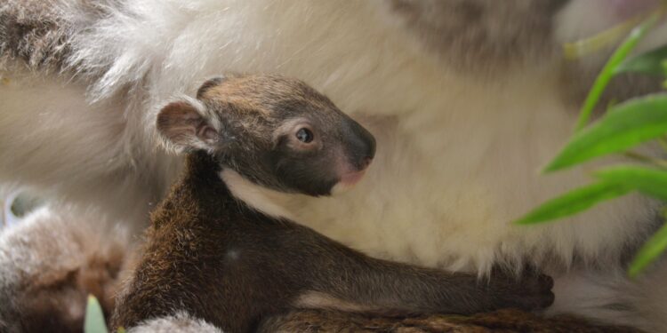 European first as koala born at Longleat