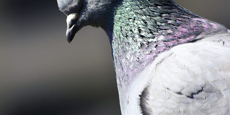 Appeal for witnesses to shooting of wild birds in Bowerhill