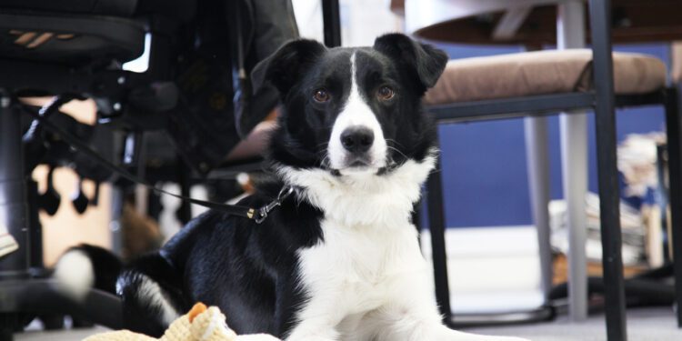 The search is on for Melksham’s Cutest Pet!