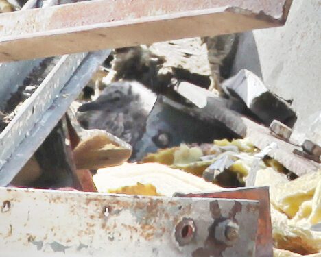 ‘Ille-gull’? Questions asked as  Wiltshire Council demolishes Christie Miller whilst ‘red-listed’ birds are nesting