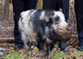 Semington’s great Hog-dini