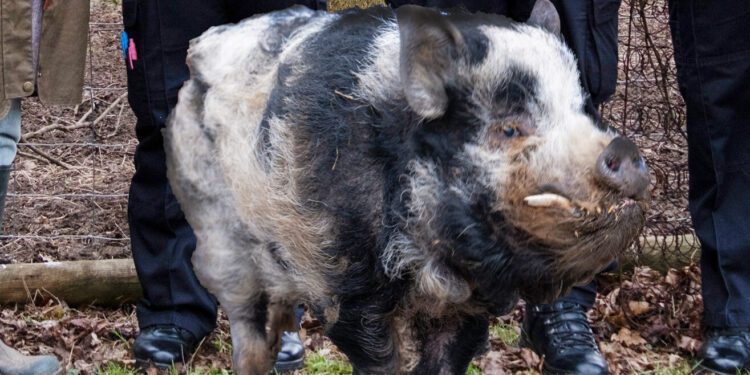 Semington’s great Hog-dini