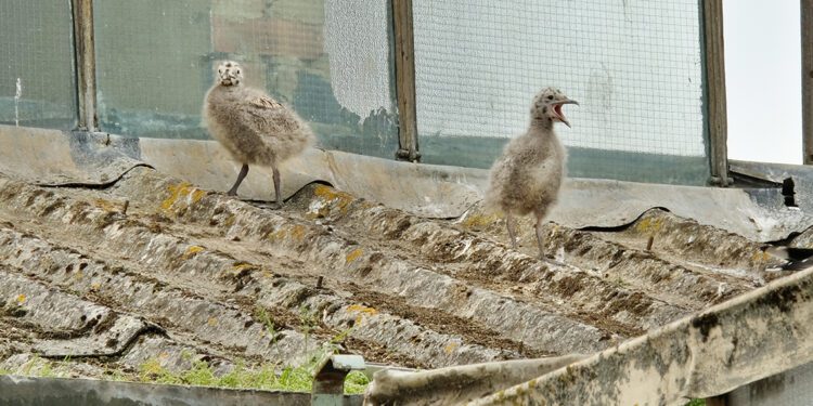 Wiltshire Council accused of ‘catastrophic failure’ for destruction of gull colony