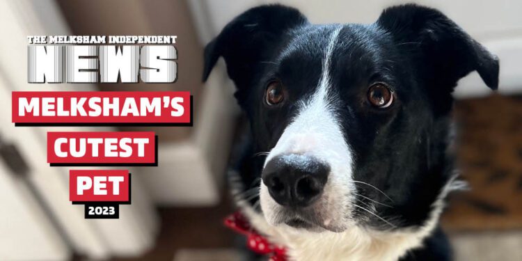 The search is on for Melksham’s Cutest Pet!