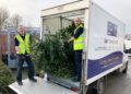 Get your Christmas tree collected for Dorothy House