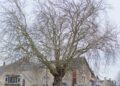 Tree Warden scheme calls for volunteers to champion trees