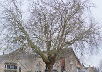 Tree Warden scheme calls for volunteers to champion trees