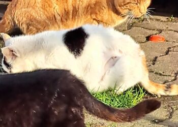 Charity encourages people to get their cats chipped before June