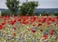 Wildflowers in bloom as nature recovery project begins at Great Chalfield