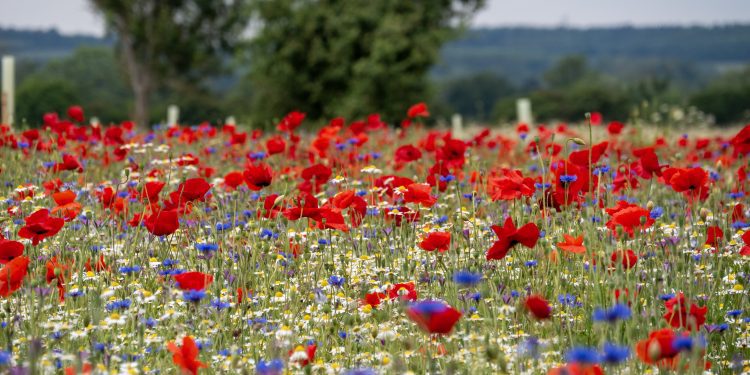 Wildflowers in bloom as nature recovery project begins at Great Chalfield