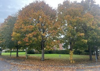 Autumn trail in Semington this half term