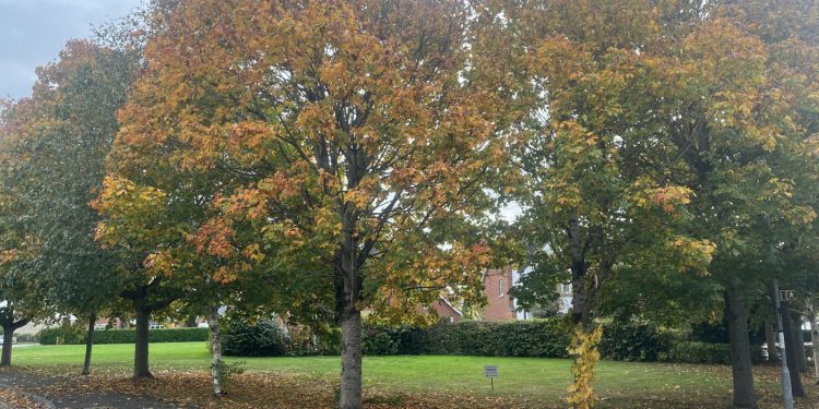 Autumn trail in Semington this half term