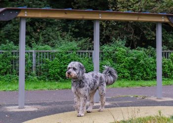 Council scraps £18,000 dog park equipment for £16.20