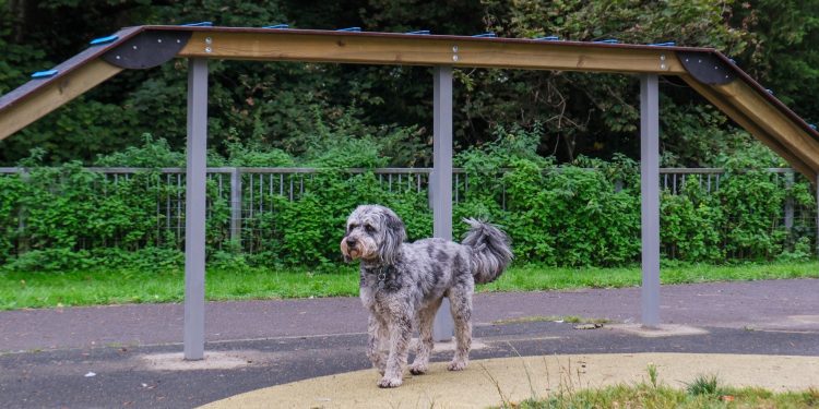 Council scraps £18,000 dog park equipment for £16.20