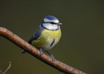 RSPB Wiltshire Big Garden Birdwatch “Together, let’s make it count”