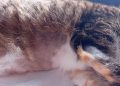 Pet owners share concern over cats being shaved