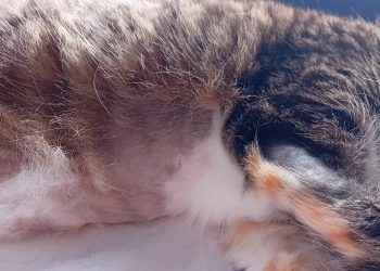 Pet owners share concern over cats being shaved