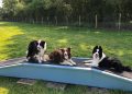 Melksham dog park offers safe and secure off-lead walks