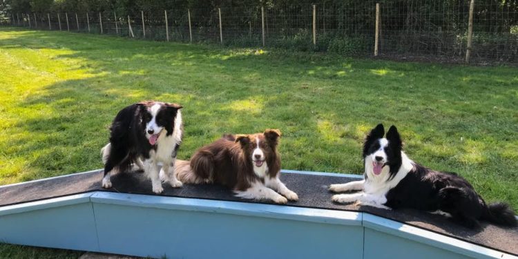 Melksham dog park offers safe and secure off-lead walks