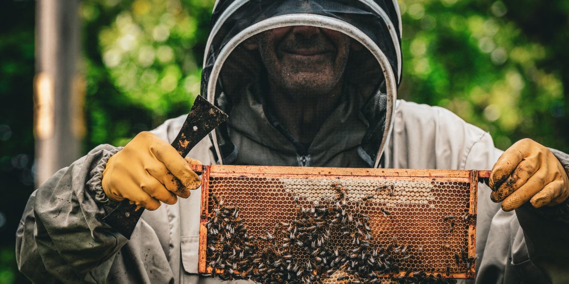Local man offers free bee collection