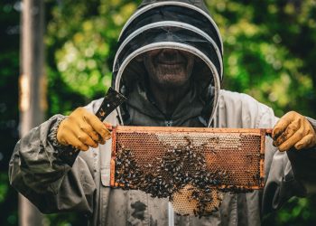 Local man offers free bee collection