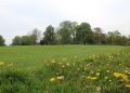 Council joins ‘No Mow May’ to boost biodiversity