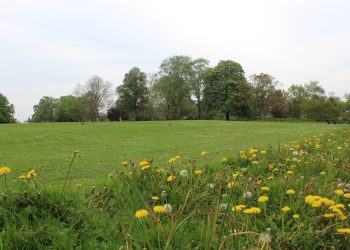 Council joins ‘No Mow May’ to boost biodiversity