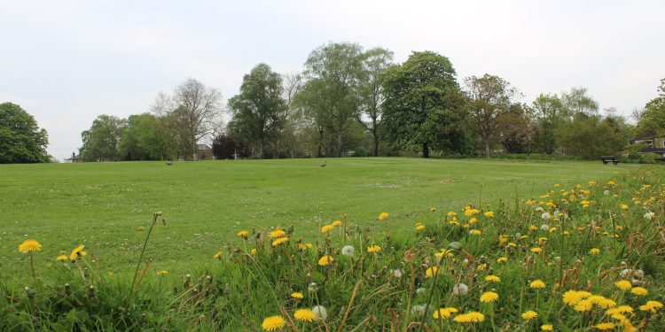 Council joins ‘No Mow May’ to boost biodiversity
