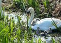 Community effort helps reunite swan family