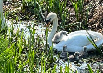 Community effort helps reunite swan family