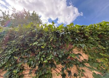 Council urges residents to cut back overgrown vegetation