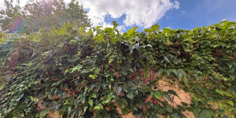 Council urges residents to cut back overgrown vegetation