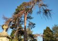 Resident accuses council of neglecting 150-year-old trees