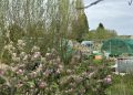 Community allotment planned for Awdry Avenue